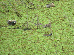 Porphyriops melanops