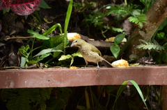 Saltator striatipectus