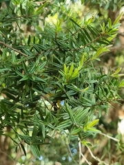 Melaleuca biconvexa
