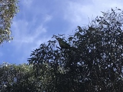 Barnardius zonarius zonarius