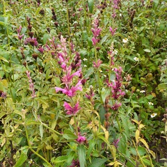 Agastache mexicana