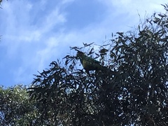 Barnardius zonarius zonarius