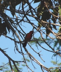 Icterus spurius
