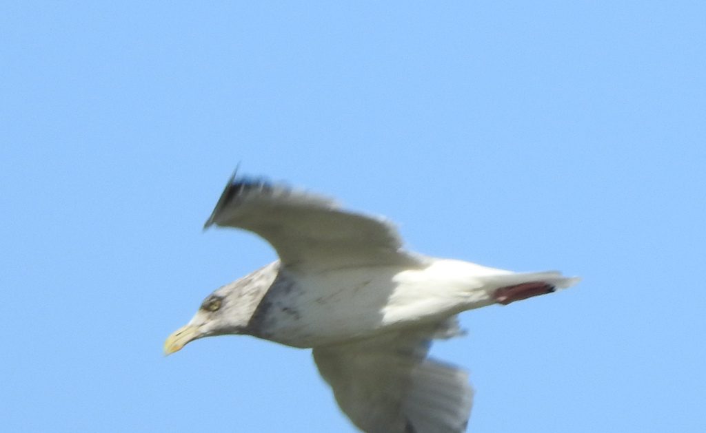 Herring Gull from Ottawa County, OH, USA on October 09, 2022 at 1042