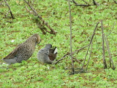 Porphyriops melanops