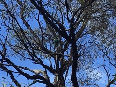 Barnardius zonarius zonarius