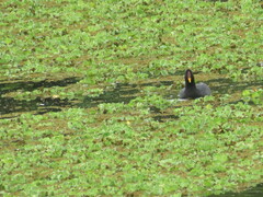 Fulica rufifrons