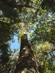 Ruprechtia laxiflora