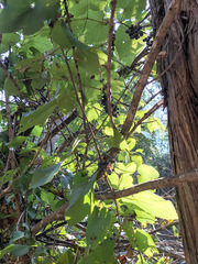 Vitis cinerea