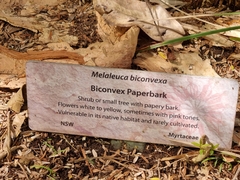Melaleuca biconvexa