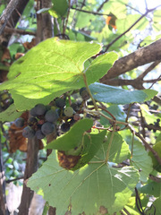 Vitis cinerea