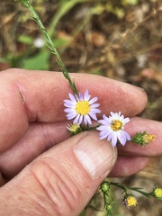 Symphyotrichum anomalum