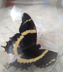 Papilio garamas