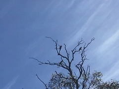 Nymphicus hollandicus