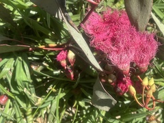 Eucalyptus sideroxylon
