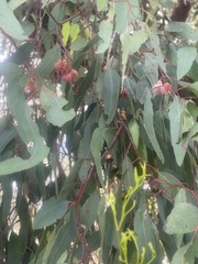Eucalyptus sideroxylon