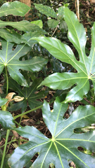 Fatsia japonica