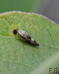 Graphocephala ignava
