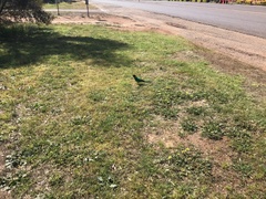 Barnardius zonarius zonarius