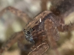 Trochosa