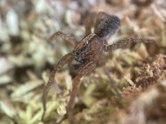 Trochosa