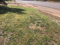 Barnardius zonarius zonarius