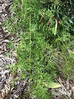 Asparagus aethiopicus
