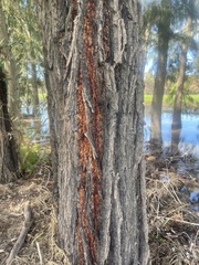 Eucalyptus sideroxylon