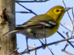 Vireo flavifrons