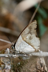 Archaeoprepona amphimachus