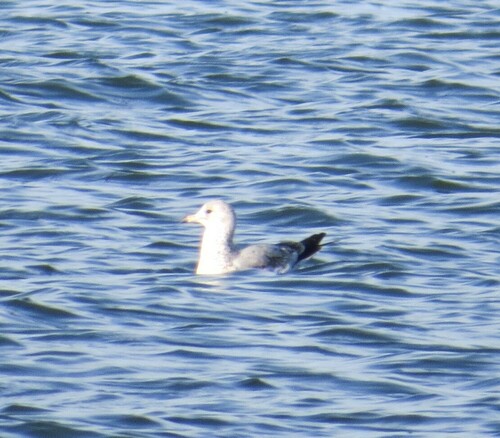 Ring-billed Gull photographed in South Dakota