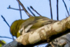 Vireo flavifrons