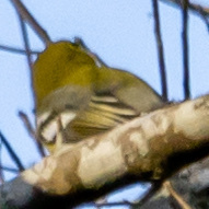 Vireo flavifrons