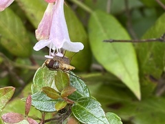 Episyrphus