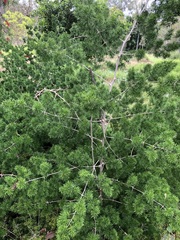 Asparagus retrofractus