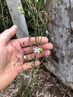 Dianella longifolia