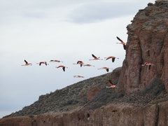 Phoenicopterus chilensis