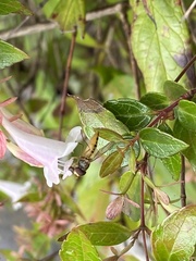 Episyrphus
