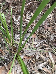 Dianella longifolia