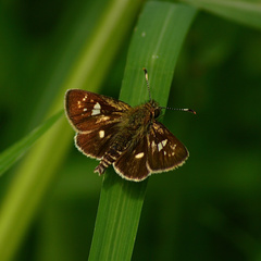 Dardarina dardaris