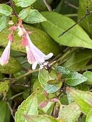 Episyrphus