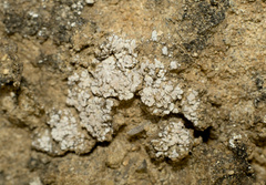Psora