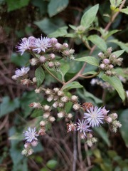 Cyrtocymura scorpioides