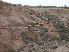 Phoenicopterus chilensis