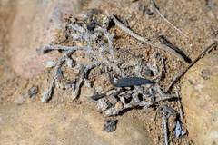 Selaginella cinerascens