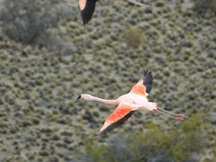 Phoenicopterus chilensis