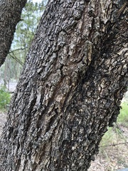 Petalostigma pubescens