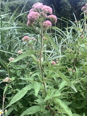 Eupatorium formosanum
