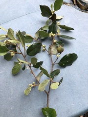 Petalostigma pubescens