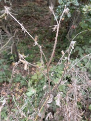 Centaurea calcitrapa